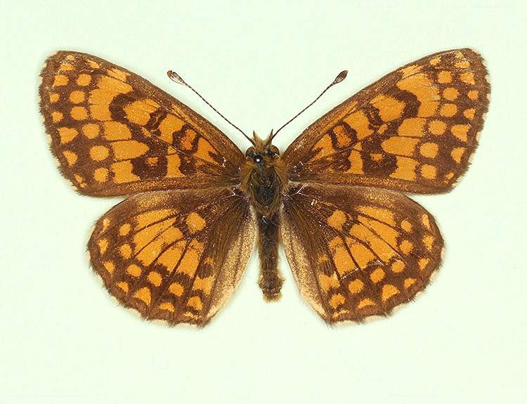 Melitaea athalia male (aberrant form obsoleta) (Internet Image property of respective owner, non-commercial use only)